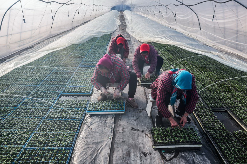 2月7日，在嘉興市南湖區新豐鎮紫色田園農場大棚內，種植戶對發芽后的育苗板進行補種。