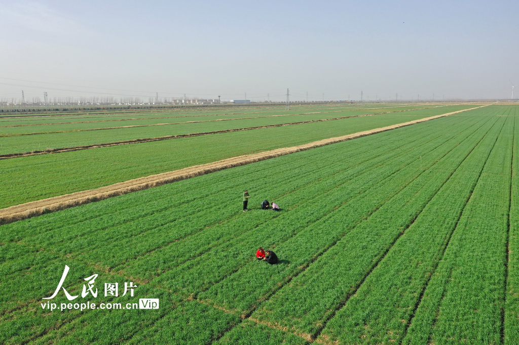 安徽宿松：小麥生育期進程調查助糧增收