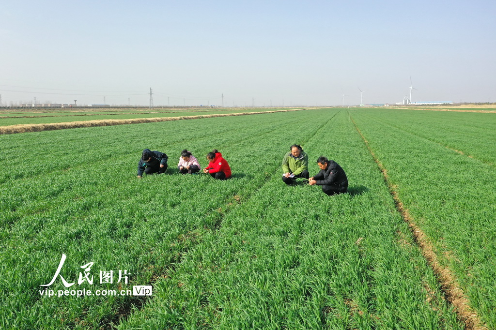 安徽宿松：小麥生育期進程調查助糧增收【2】