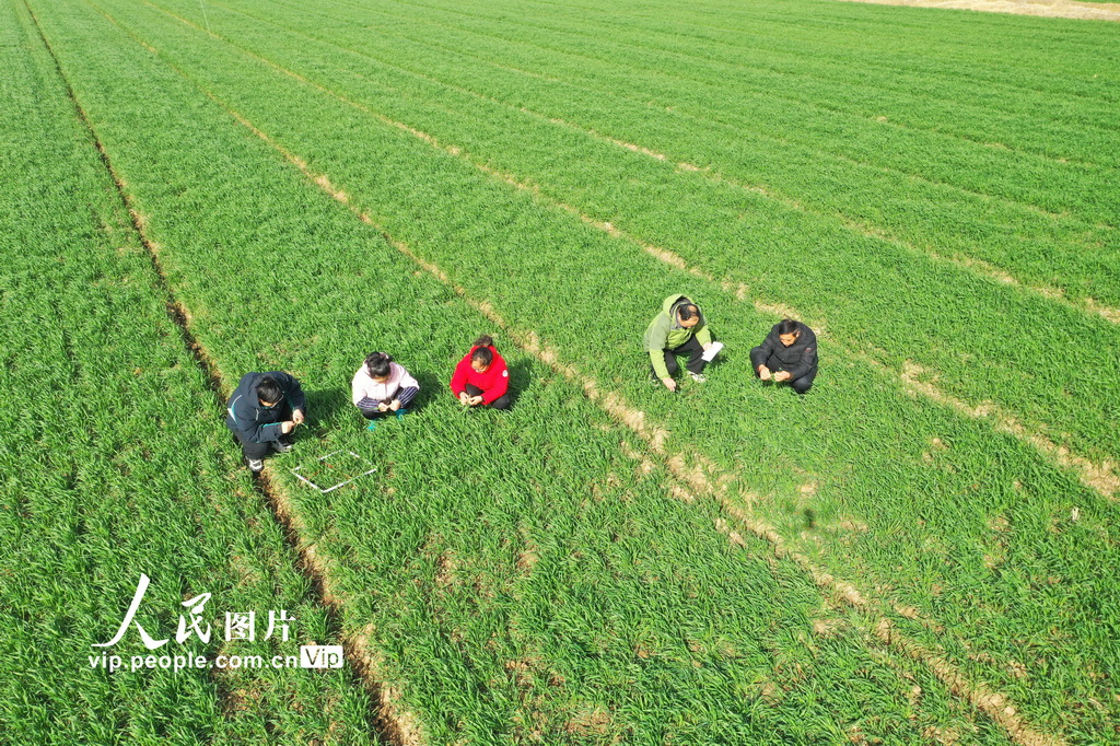 安徽宿松：小麥生育期進程調查助糧增收【3】