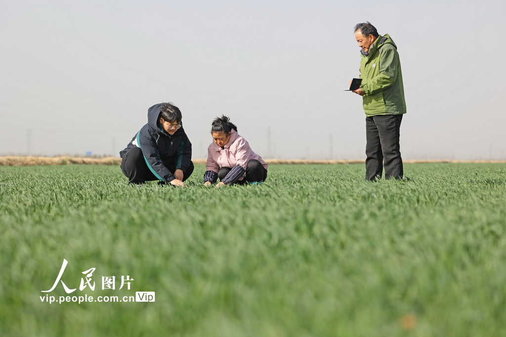 安徽宿松：小麥生育期進程調查助糧增收【4】