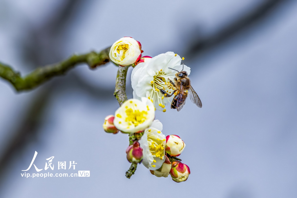 重慶：龍游梅開迎春來【2】