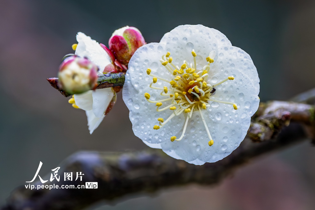 重慶：龍游梅開迎春來