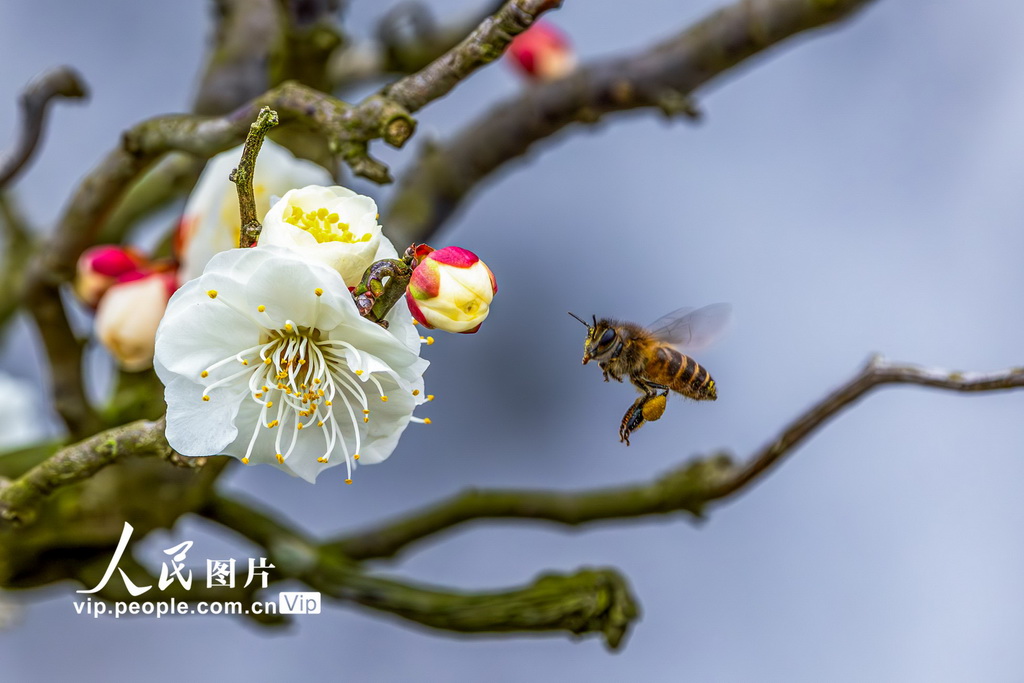 重慶：龍游梅開迎春來【5】