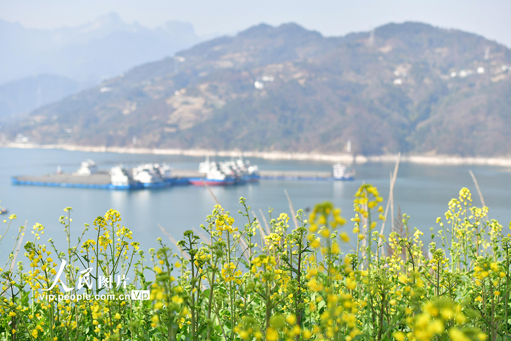 湖北秭歸：峽江春來早【2】