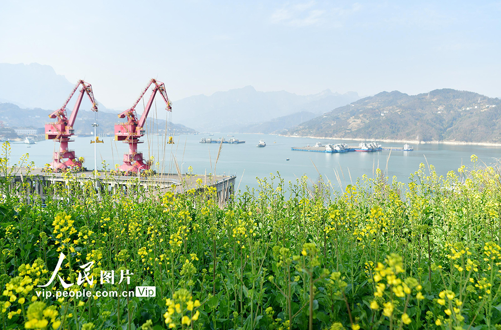 湖北秭歸：峽江春來早【5】