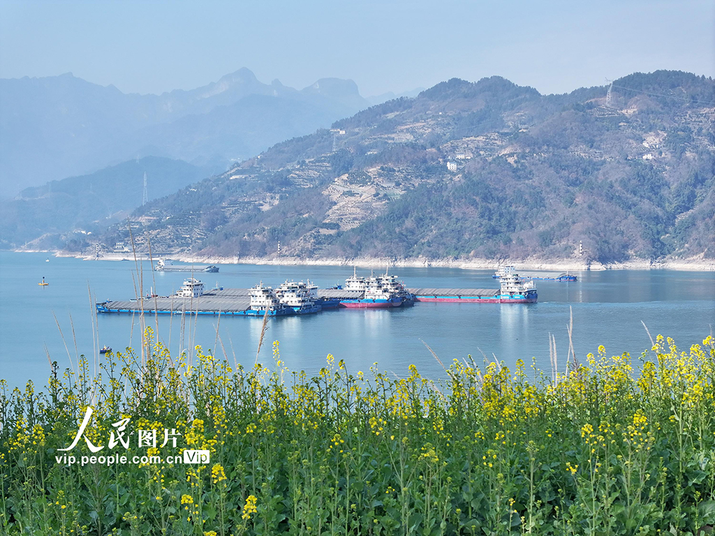 湖北秭歸：峽江春來早