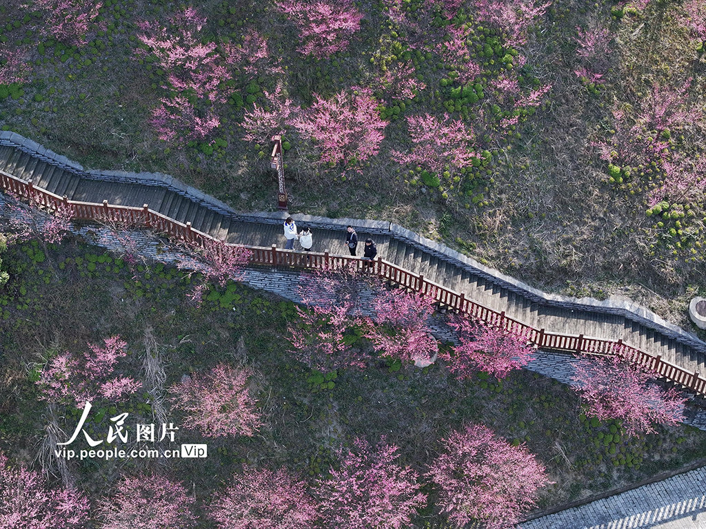 湖北秭歸：峽江春來早【7】