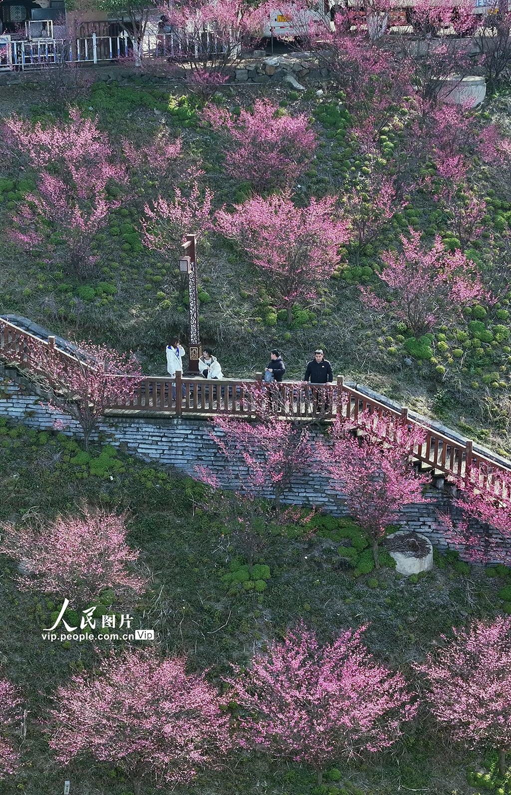 湖北秭歸：峽江春來早【8】