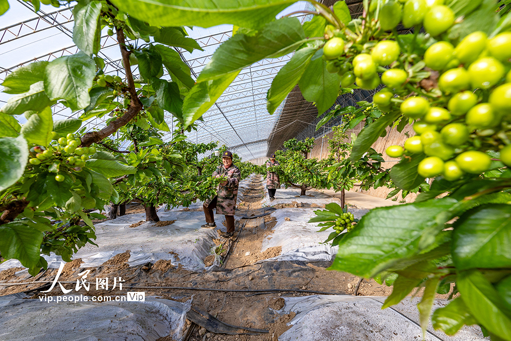 山西平陸：大棚櫻桃春管忙【4】