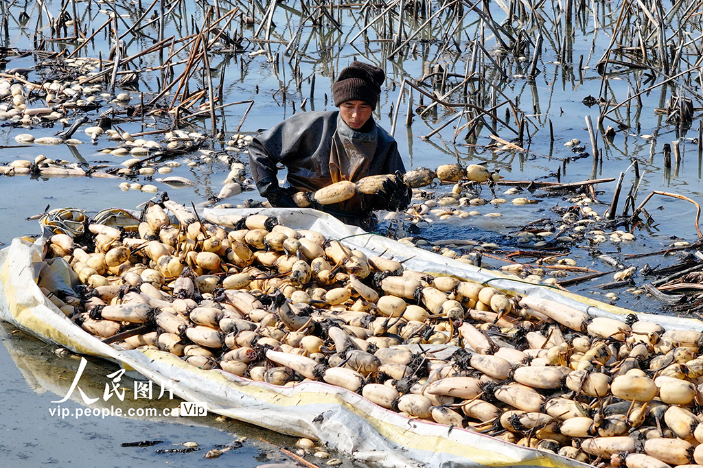 江蘇淮安：采藕供市場【2】