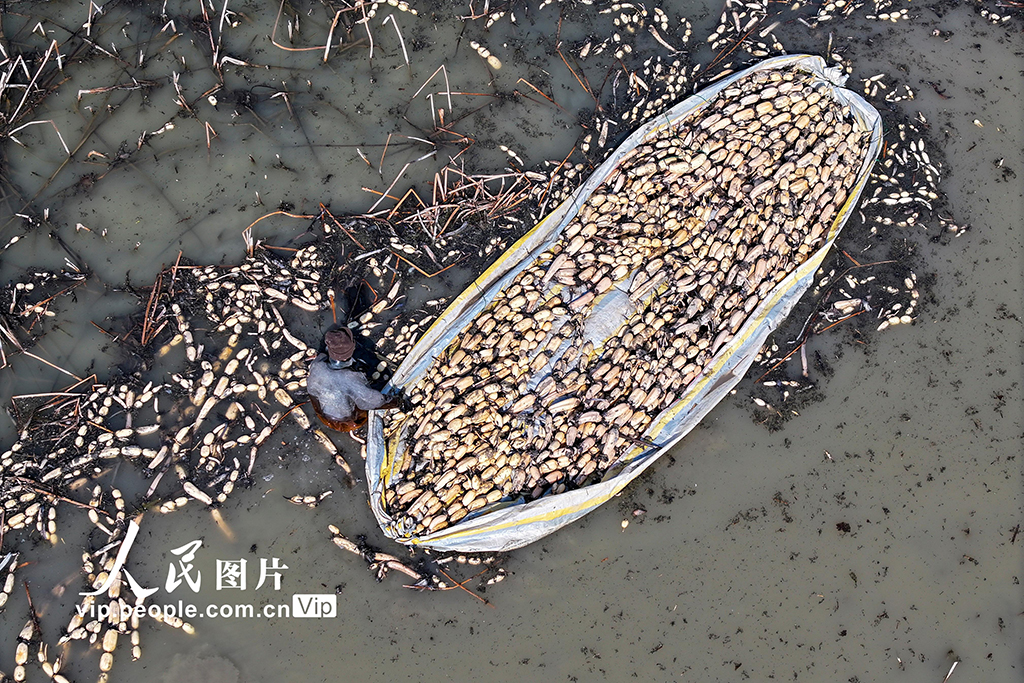 江蘇淮安：采藕供市場【4】