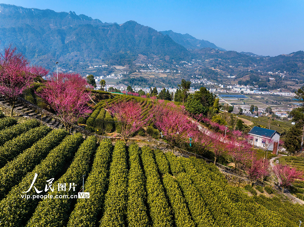 湖北秭歸：茶園里梅花開【2】
