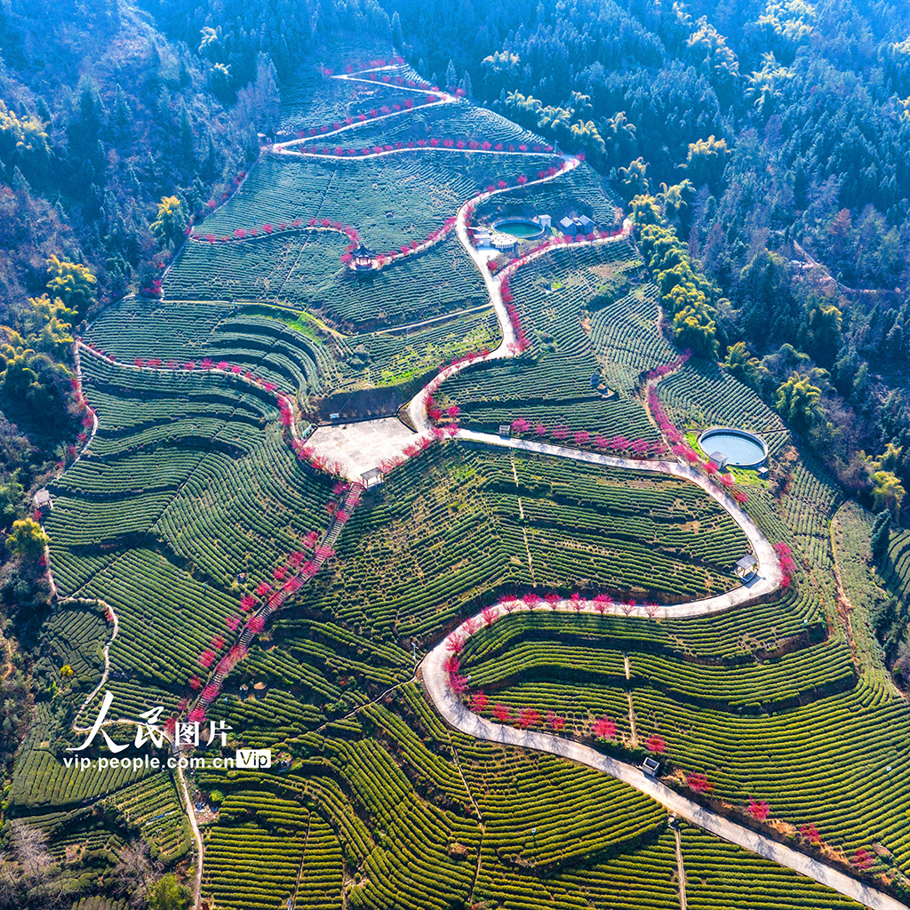 湖北秭歸：茶園里梅花開【4】