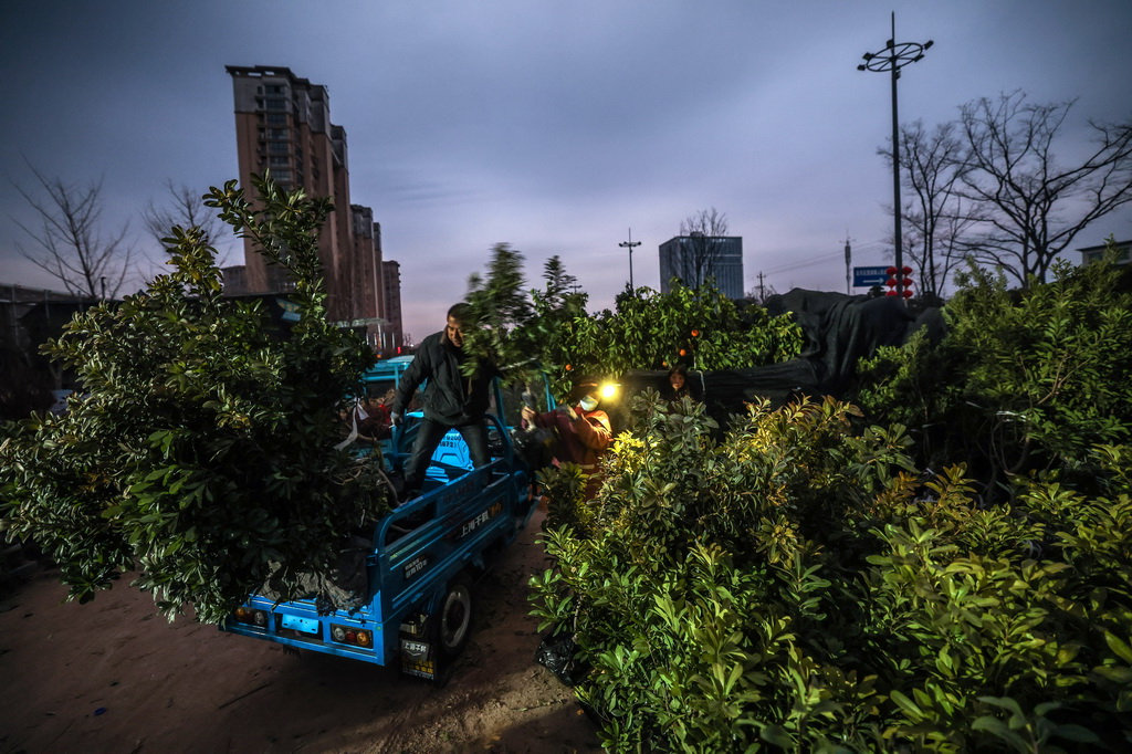2月11日清晨，澧浦苗木城的商戶把成交的苗木裝車。