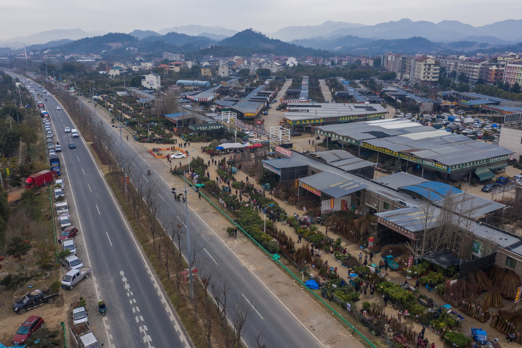 2月11日拍攝的澧浦苗木城交易現場（無人機照片）。