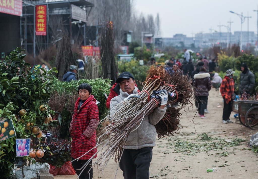 2月11日，澧浦苗木城的商戶在搬運苗木。