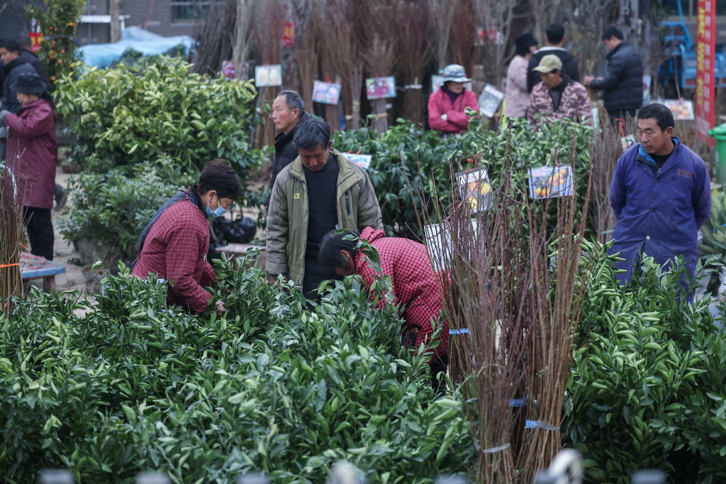 2月11日，客商在澧浦苗木城挑選果樹苗木。