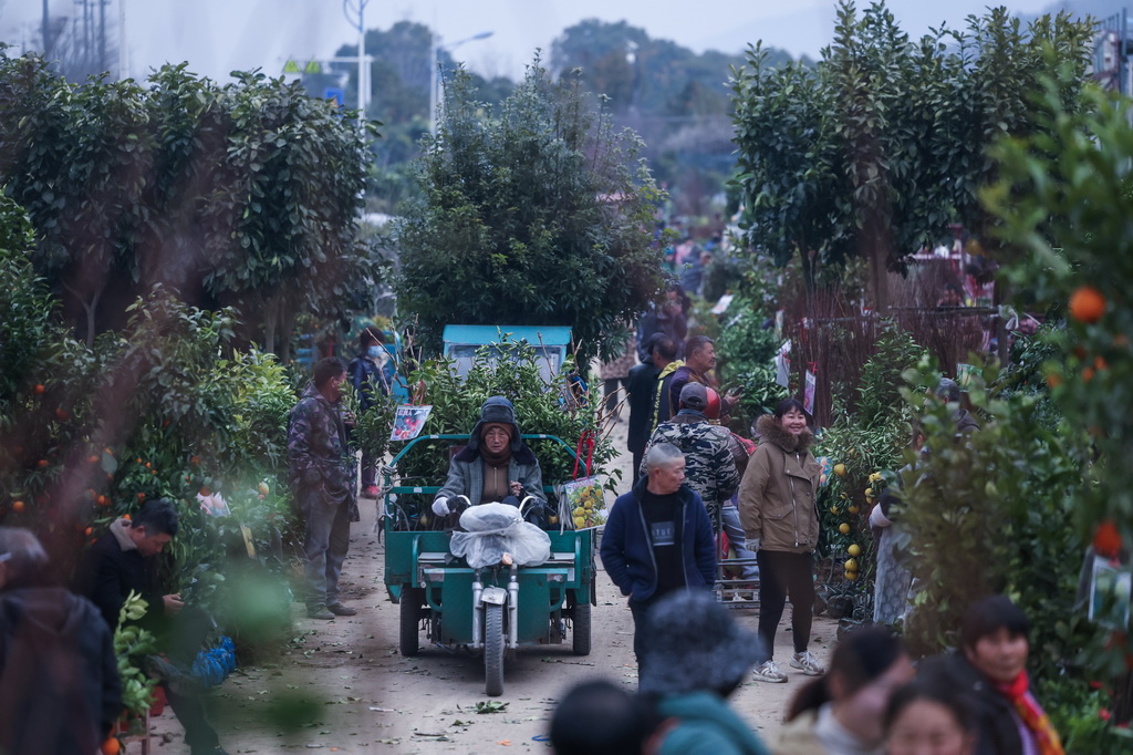 2月11日，澧浦苗木城的商戶將成交的苗木裝車運出。