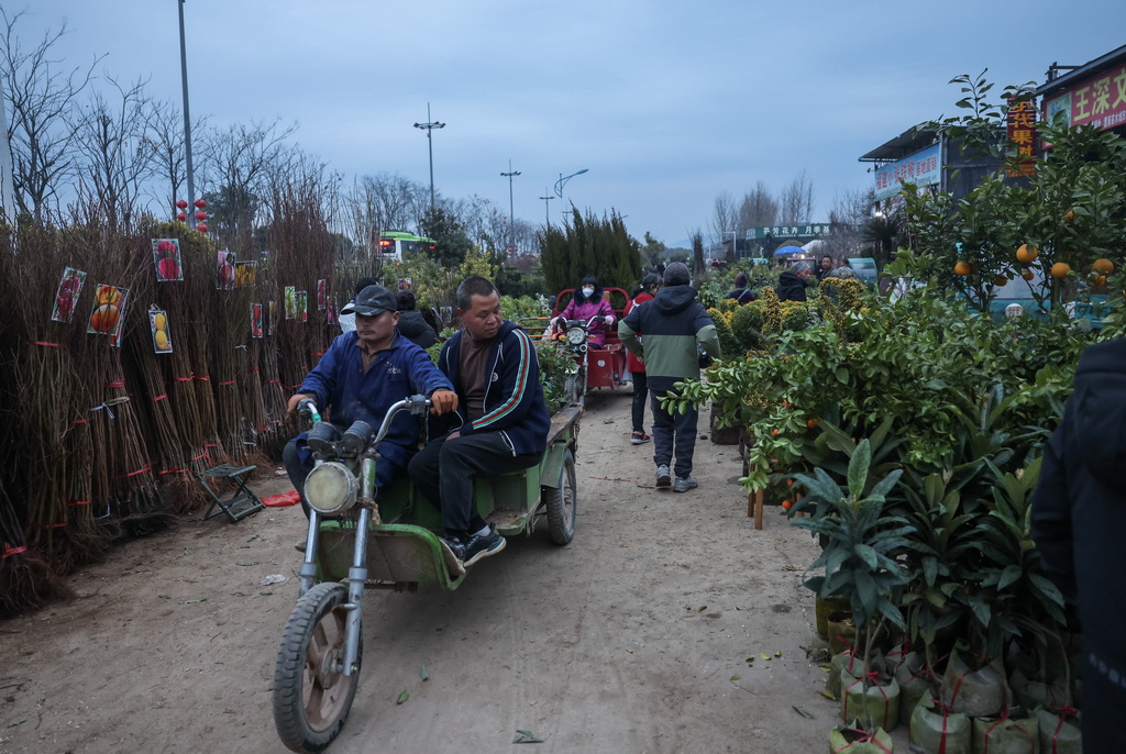 2月11日，澧浦苗木城的商戶在運送成交的苗木。