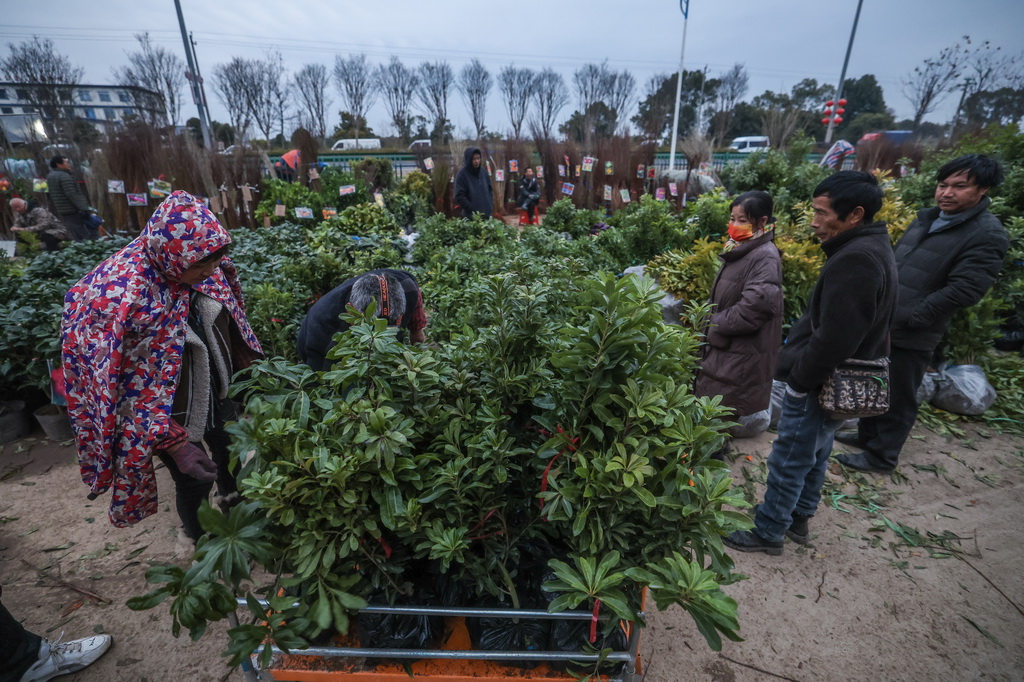 2月11日，客商在澧浦苗木城挑選果樹苗木。