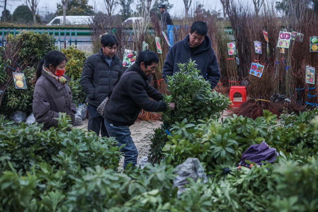 2月11日，客商在澧浦苗木城挑選果樹苗木。