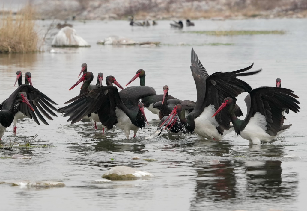 2月11日，一群黑鸛在河北省井陘縣境內的綿蔓河內覓食。