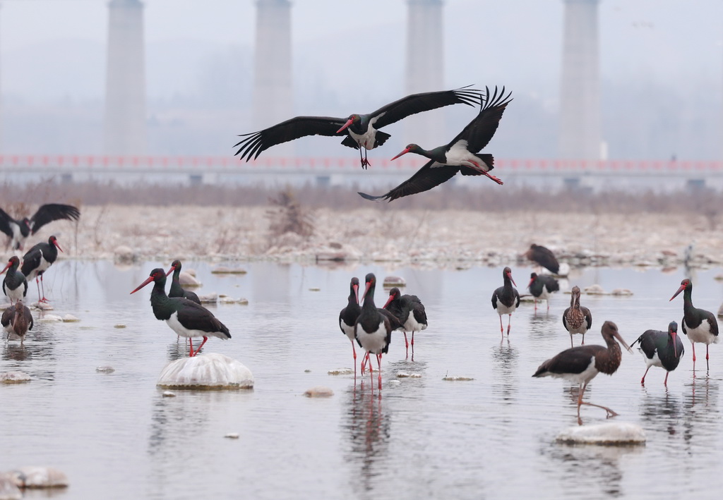 河北井陘：生態綿蔓河 候鳥舞翩躚