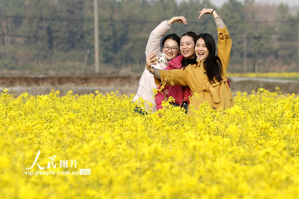 江西峽江：油菜花開迎客來【3】