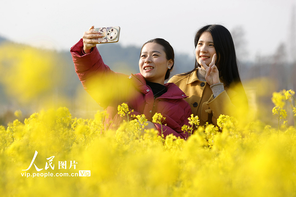 江西峽江：油菜花開迎客來【2】