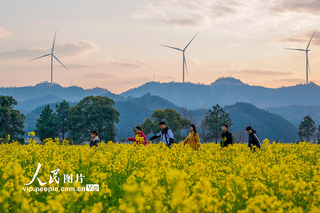 江西峽江：油菜花開迎客來
