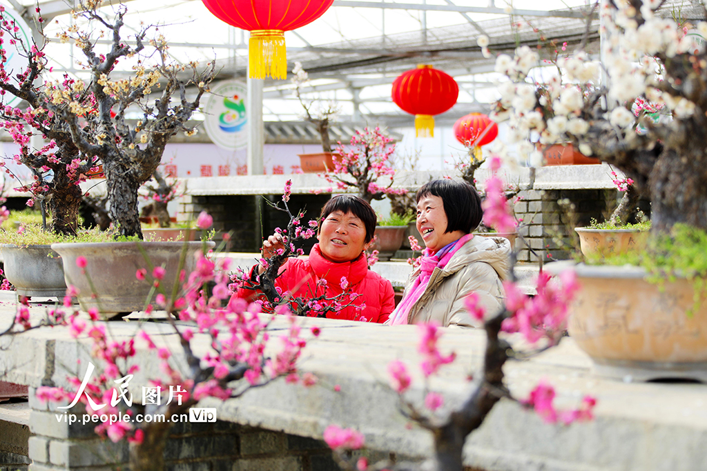 河南鄢陵：探梅尋香