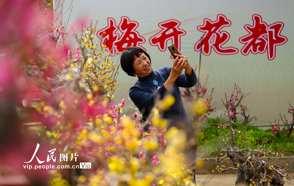 河南鄢陵：探梅尋香【2】