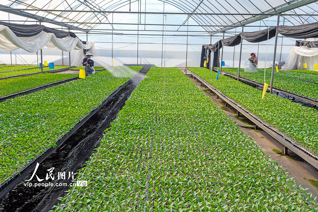 云南蒙自：訂單育苗助增收【4】