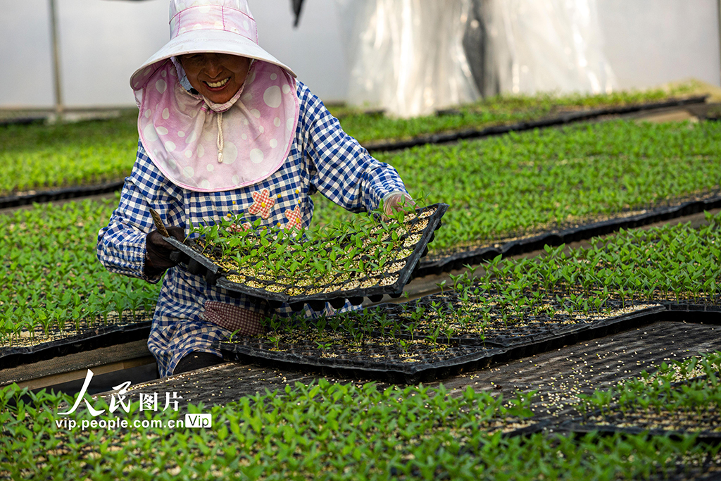 云南蒙自：訂單育苗助增收