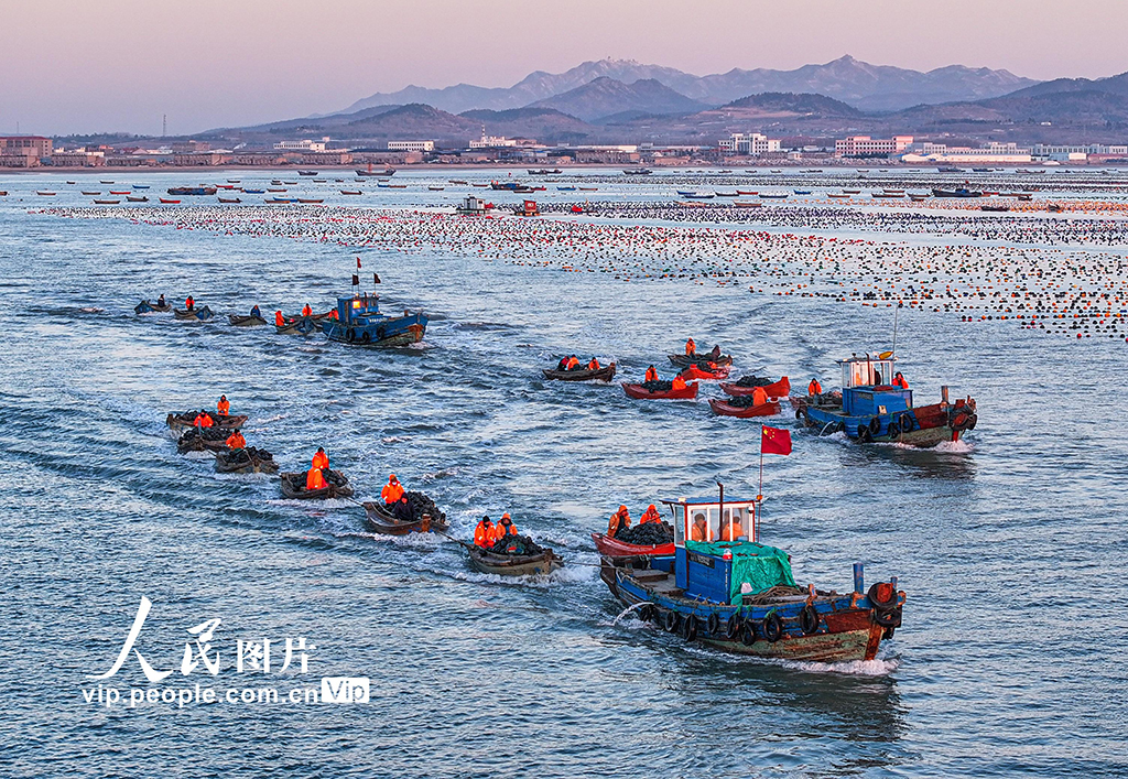 海上養殖作業忙