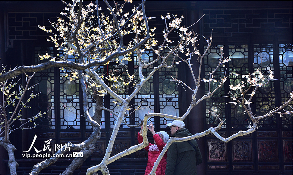 上海：古猗園賞梅【4】