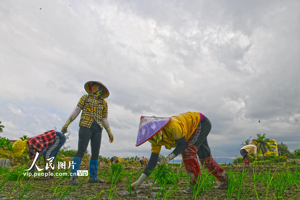 海南樂東進入水稻插秧季【3】