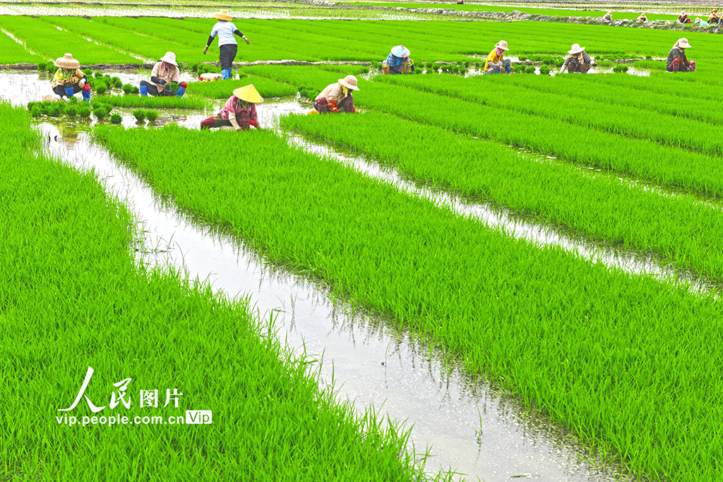 海南樂東進入水稻插秧季【4】