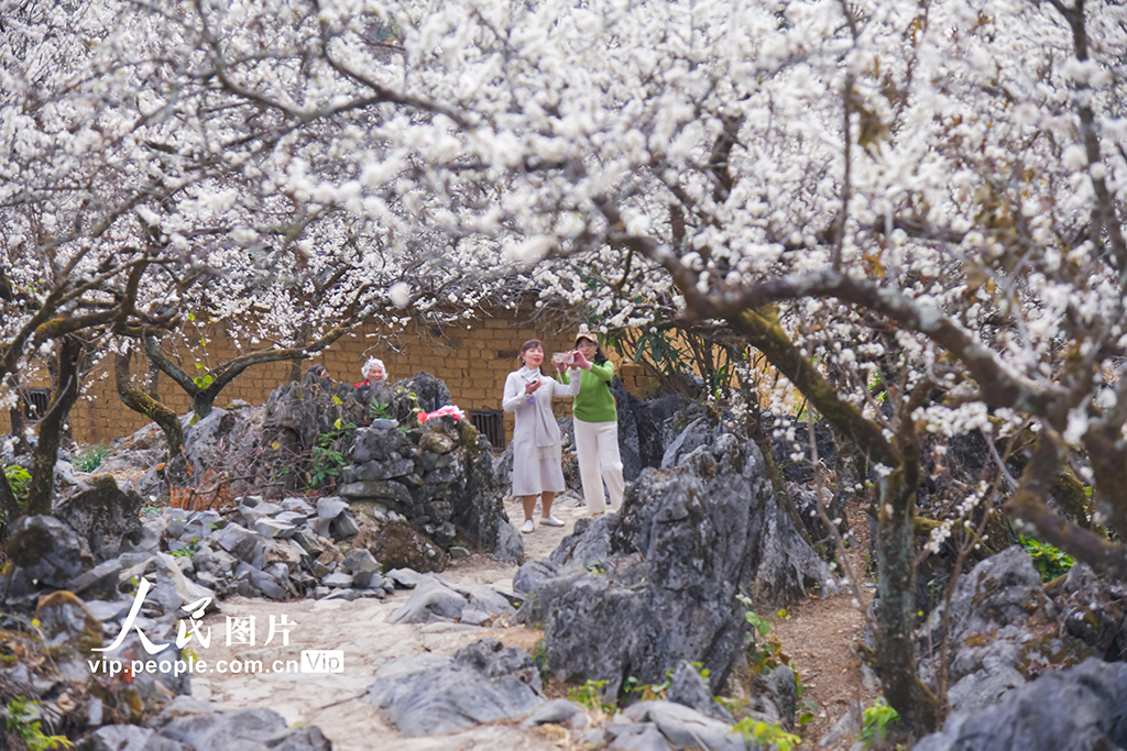 廣東清遠：李花盛開醉游人【3】