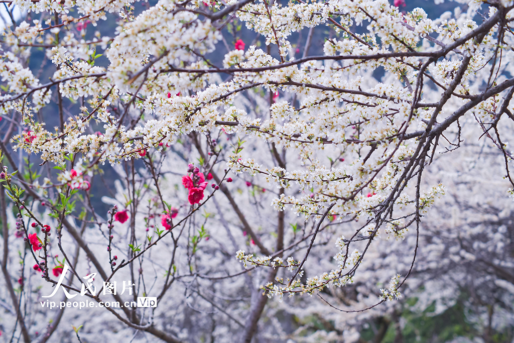 廣東清遠：李花盛開醉游人【4】