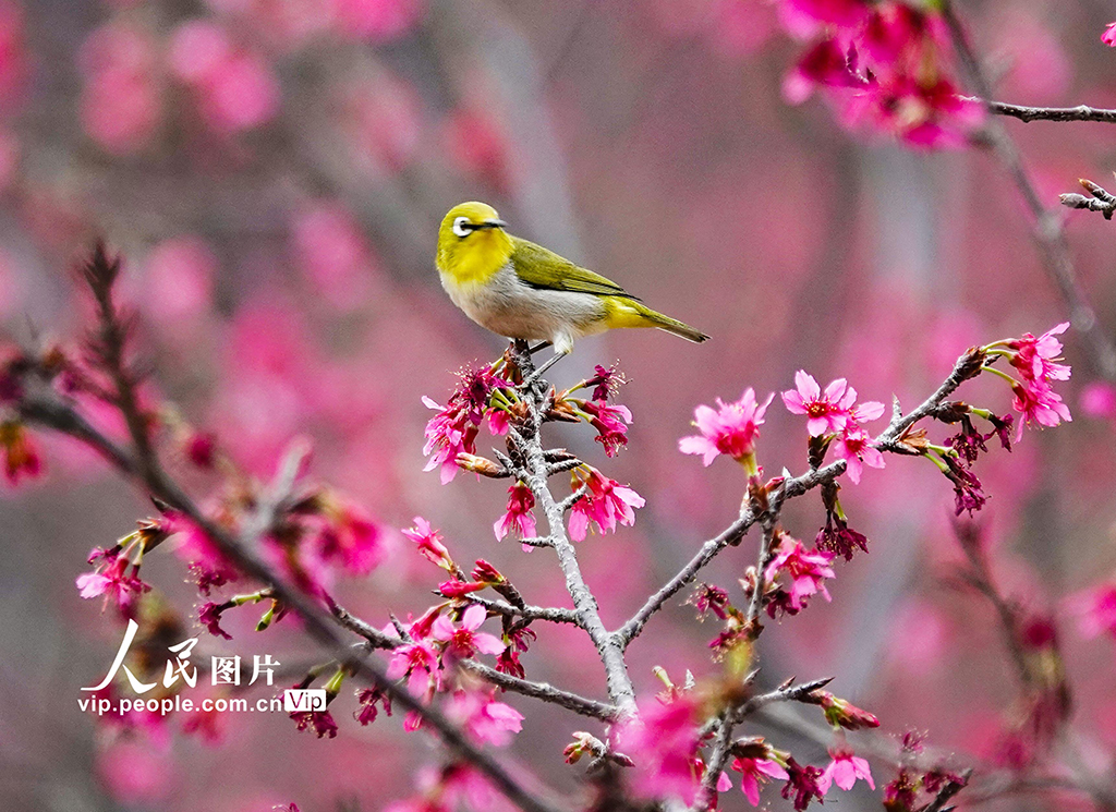 廣西南寧：小鳥“戲”花春意鬧【4】