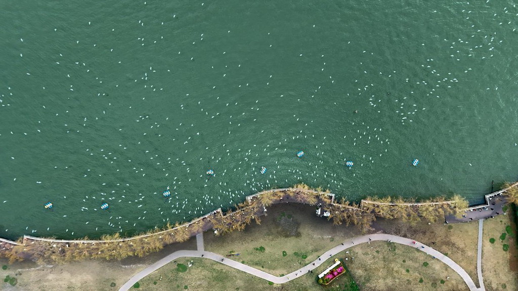 “高原明珠”滇池連續七年全湖保持Ⅳ類水質