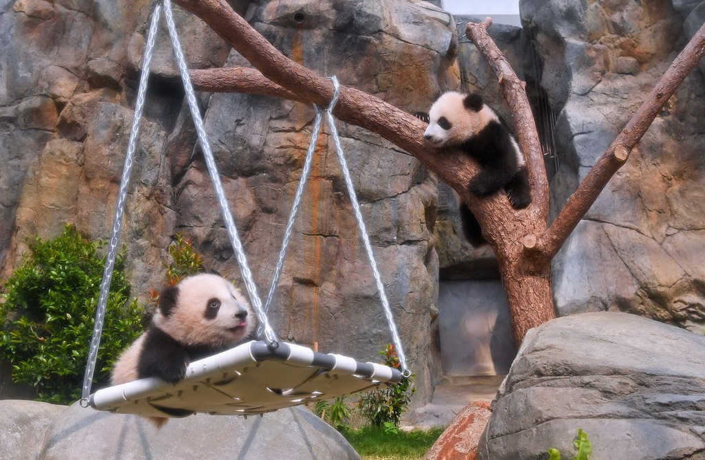 2月15日，大熊貓寶寶在香港海洋公園“大熊貓之旅”熊貓生活場館內玩耍。