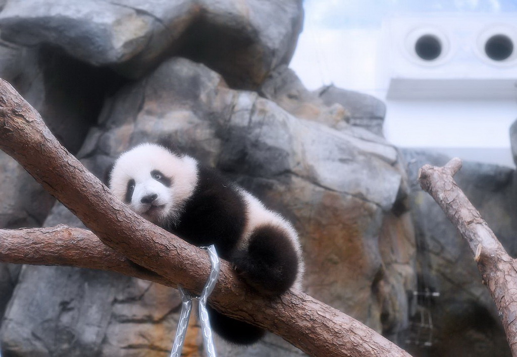 2月15日，大熊貓寶寶在香港海洋公園“大熊貓之旅”熊貓生活場館內玩耍。