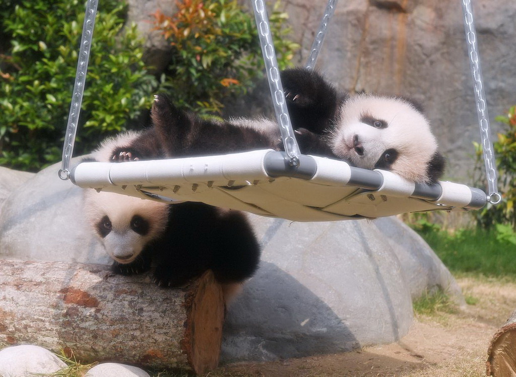 2月15日，大熊貓寶寶在香港海洋公園“大熊貓之旅”熊貓生活場館內玩耍。