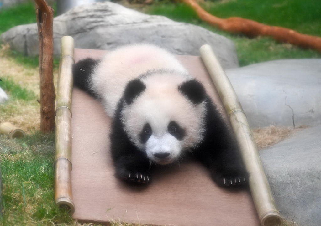 2月15日，大熊貓寶寶在香港海洋公園“大熊貓之旅”熊貓生活場館內嬉戲。