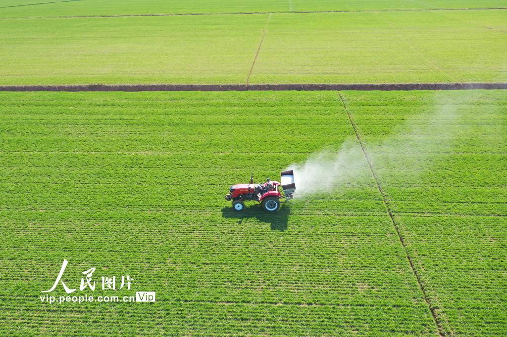 安徽宿松：撒春肥 保豐收