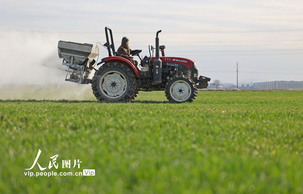 安徽宿松：撒春肥 保豐收【2】