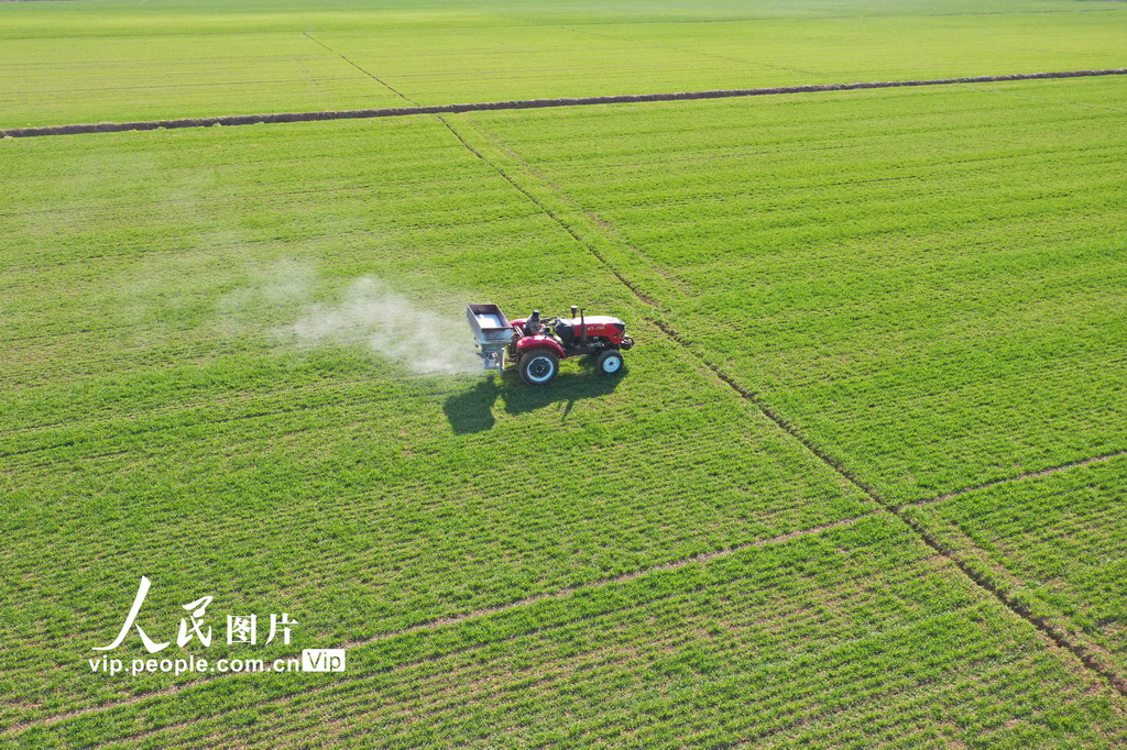 安徽宿松：撒春肥 保豐收【4】